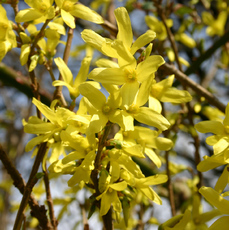 Forsythien-4.jpg